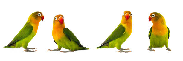 istock fischeri lovebirds parrot 927781858