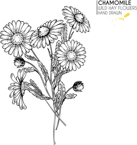 Hand Drawn Wild Hay Flowers Chamomile Or Daisy Flower Vintage Engraved Art  Botanical Illustration Good For Cosmetics Medicine Treating Aromatherapy  Nursing Package Design Field Bouquet Stock Illustration - Download Image  Now - iStock
