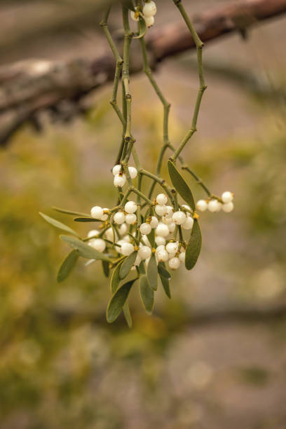 Mistletoe white berries - Viscum album