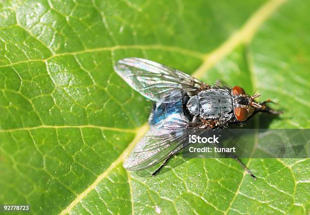 Foto de Voe e mais fotos de stock de Animal - Animal, Artrópode, Borrachudo