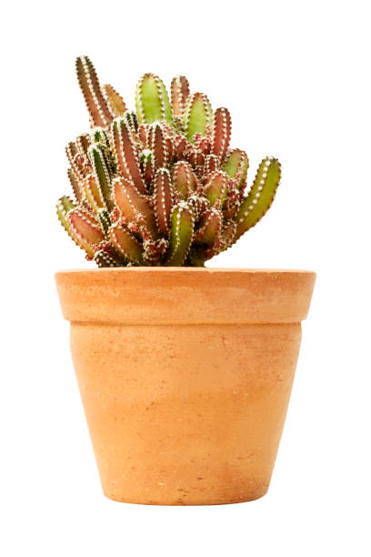 istock side view of cactus pot isolated on white background 927788454