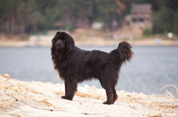 black dog a big dog newfoundland in the forest near a dam newfoundland island photos stock pictures, royalty-free photos & images