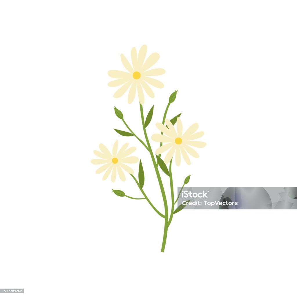 Chamomile plant, natural remedy for cold treatment vector Illustration on a white background Chamomile plant, natural remedy for cold treatment vector Illustration isolated on a white background. Bottle stock vector