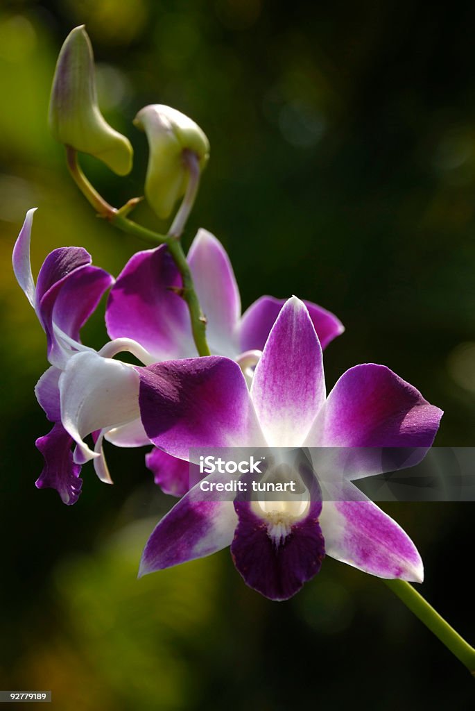 Hybrid Orchid - Zbiór zdjęć royalty-free (Bez ludzi)