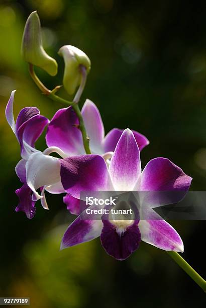 Hybrid Orchid - zdjęcia stockowe i więcej obrazów Bez ludzi - Bez ludzi, Egzotyczny kwiat, Falenopsis