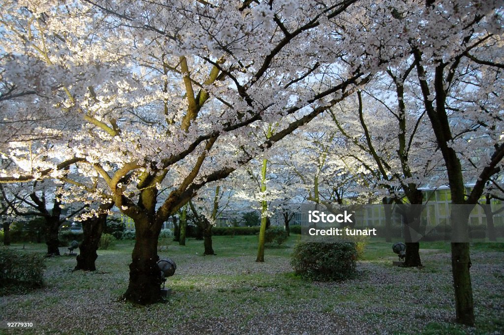 Kyoto, Japan in April  April Stock Photo