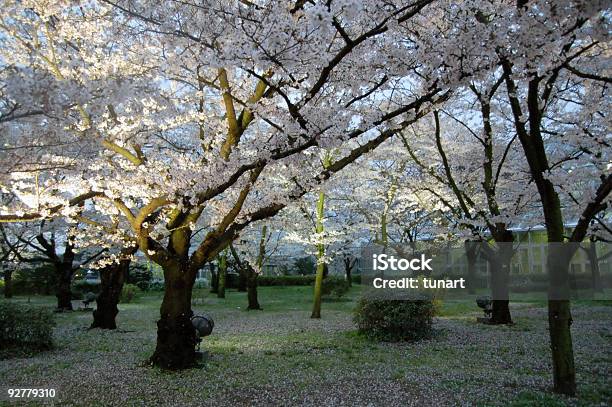 Kyoto Japan In April Stock Photo - Download Image Now - April, Arboretum, Asia