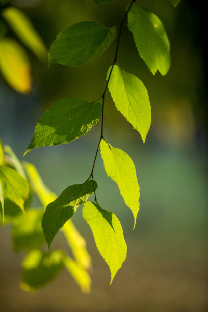 istock Beautiful green leaves on summer sun 927794882