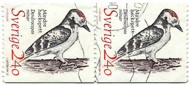 Postage Stamps of Sweden  lesser spotted woodpecker stock pictures, royalty-free photos & images
