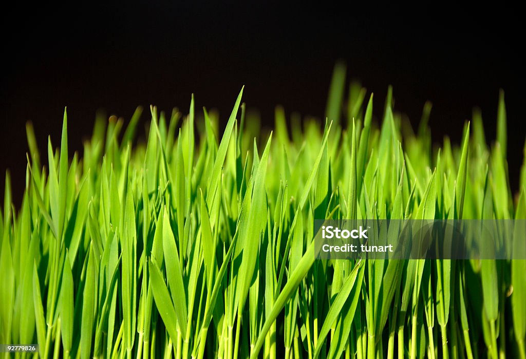 Rice Gras - Lizenzfrei Blatt - Pflanzenbestandteile Stock-Foto
