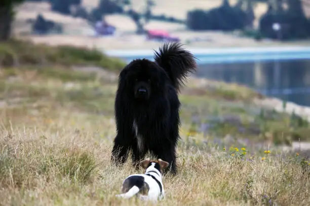 big and small dogs meet in the park near lake, dog frendship