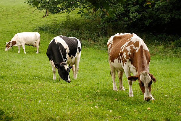 in svizzera - farm florida cattle travel locations foto e immagini stock