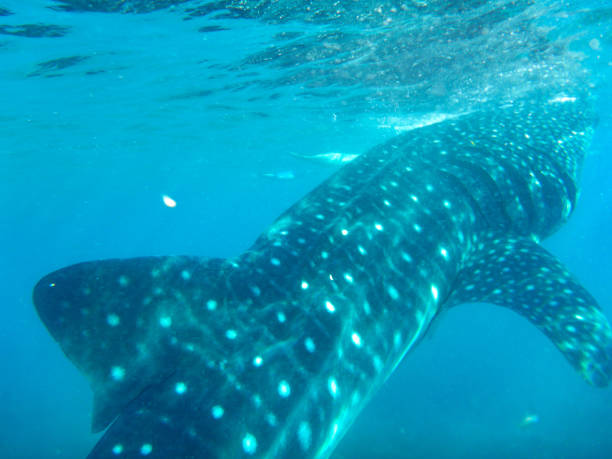 istock Swimming with a whaleshark 927798762