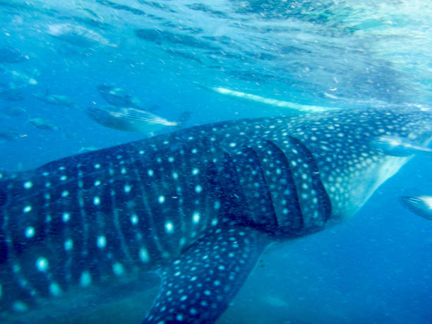 istock Swimming with a whaleshark 927801874