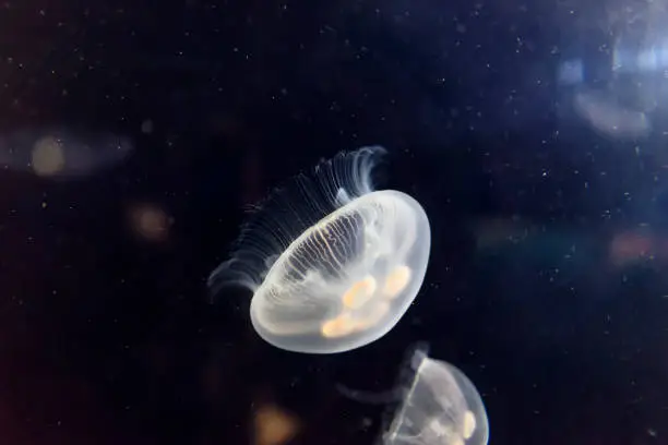 Photo of White jellyfish swimming in Oceanographic aquarium in Valencia, Spain