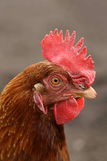 istock Close-up of a chicken 92780852