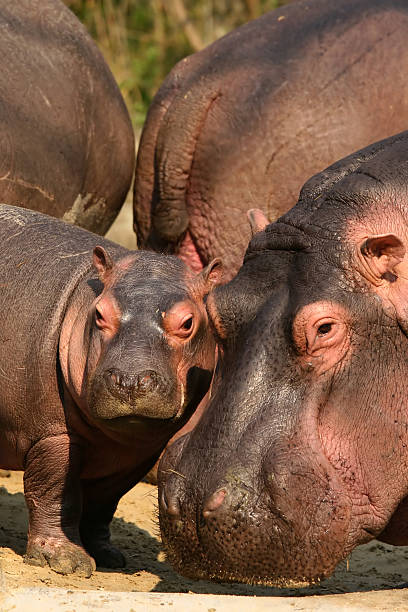 istock Baby and mother hippo 92780871