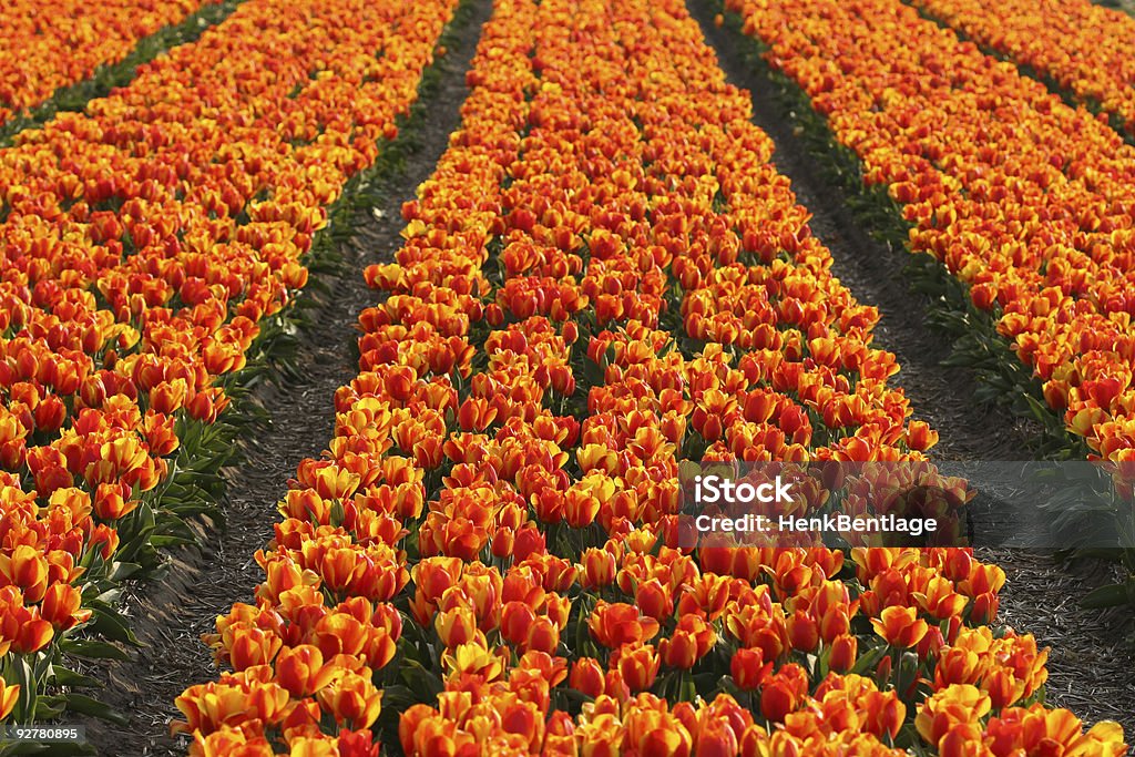 Campo de tulipanes - Foto de stock de Agricultura libre de derechos