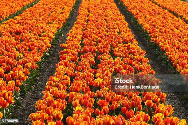 Campo De Tulipanes Foto de stock y más banco de imágenes de Agricultura - Agricultura, Aire libre, Amarillo - Color