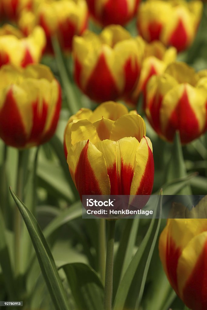 Tulipanes de color rojo y amarillo - Foto de stock de Abril libre de derechos