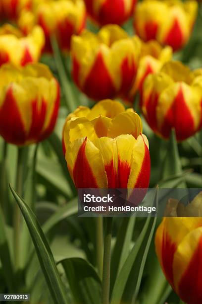 Tulipanes De Color Rojo Y Amarillo Foto de stock y más banco de imágenes de Abril - Abril, Agricultura, Aire libre