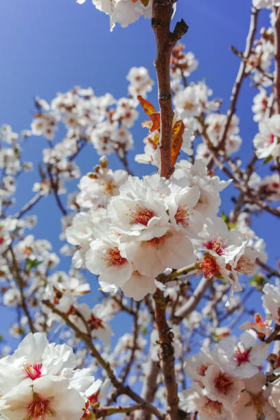 istock Almonds tree blossom, springtime in orchard, nature background with blue sky 927810154