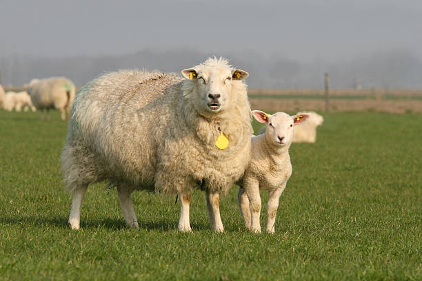 istock Mother sheep and little lamb 92781019