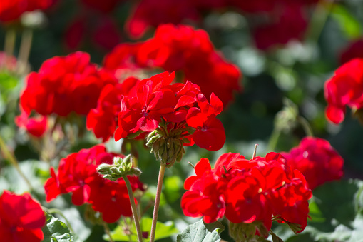 Flores rojas de geranio de jardín soleado de cerca photo