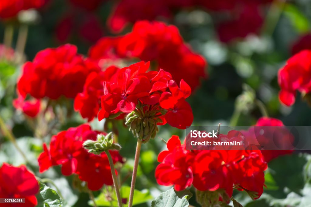 Red geranium flowers in sunny garden close up Geranium Stock Photo