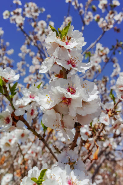 istock Almonds tree blossom, springtime in orchard, nature background with blue sky 927810264