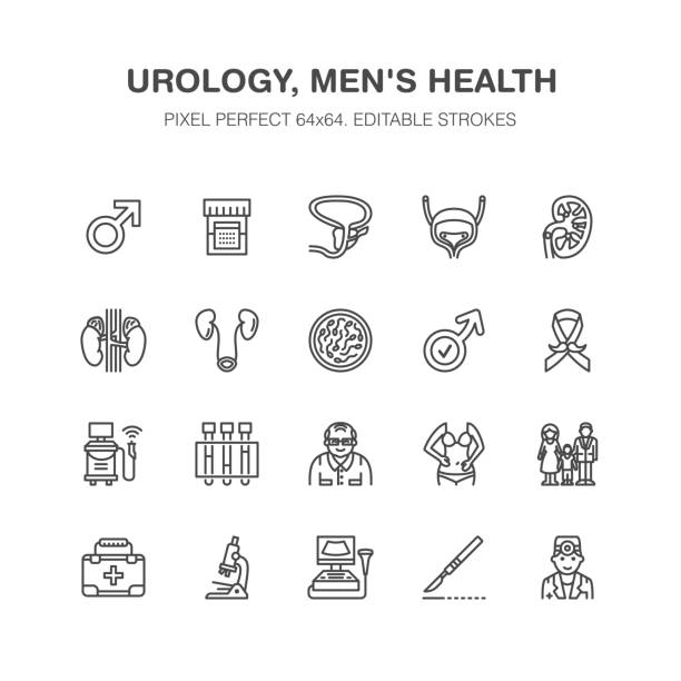 Urology vector flat line icons. Urologist, bladder, kidneys, adrenal glands, prostate. Linear medical pictograms with editable stroke for clinic, potency problem. Pixel perfect 64x64 Urology vector flat line icons. Urologist, bladder, kidneys, adrenal glands, prostate. Linear medical pictograms with editable stroke for clinic, potency problem. Pixel perfect 64x64. prostate gland stock illustrations