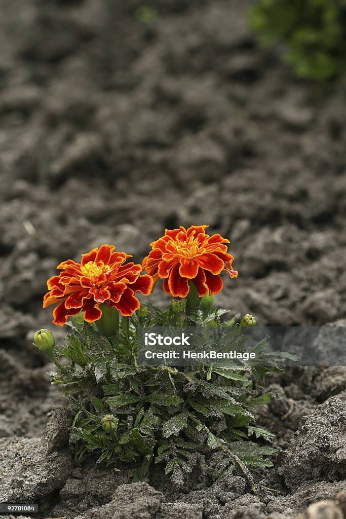 Garden flowers: Marigold (Tagetes picador)  African Marigold Stock Photo