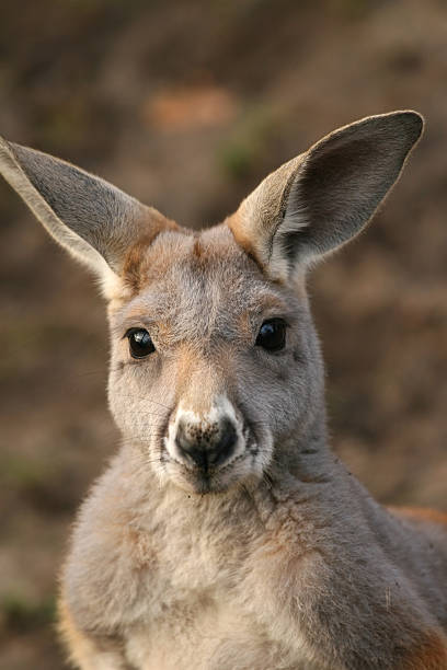 istock Cute kangaroo looking at you 92781387