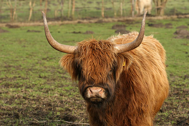 istock Highland Cow with big horns 92781510