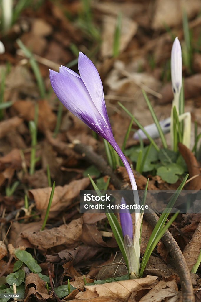 Início da Primavera em flor: Croco vernus - Royalty-free Ao Ar Livre Foto de stock