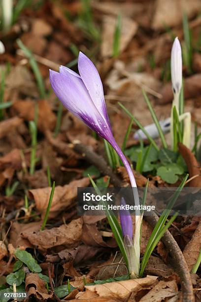 Início Da Primavera Em Flor Croco Vernus - Fotografias de stock e mais imagens de Ao Ar Livre - Ao Ar Livre, Açafrão, Beleza natural