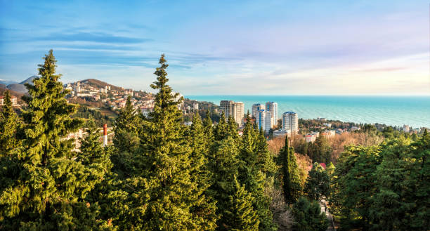 istock Sochi and high furry firs 927817874