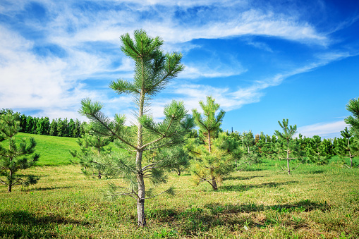 Young pine trees growing on the green field on the blue sky background