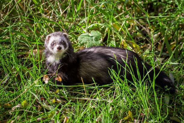 istock the ferret walks in the park 927826104