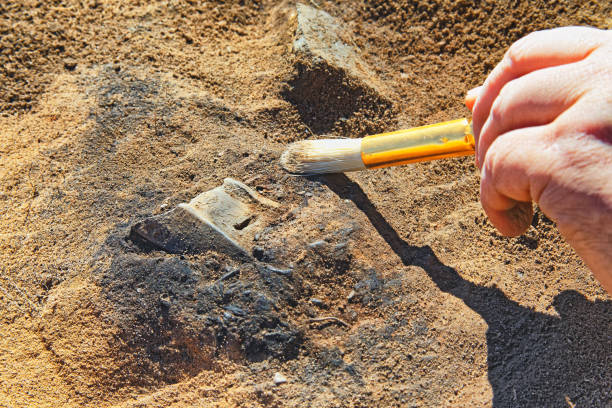 un raro hallazgo arqueológico de la edad del hierro - arqueología fotografías e imágenes de stock