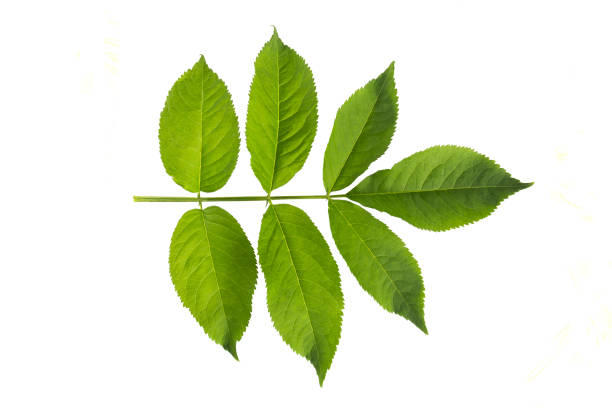 istock European black elderberry (Sambucus nigra) leaf isolated on a white background 927826758