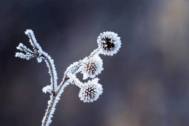 istock burdock plants covered with white fluffy crystals of cold ice and frost 927829072