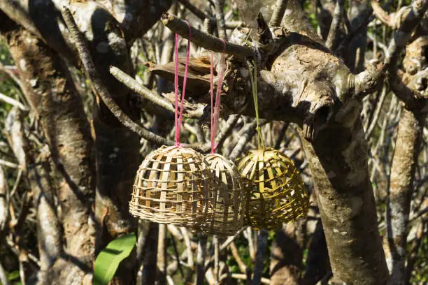 Small wooden cages for birds on a trees on a Pho Si hill on a background of a town. Luangprabang, Laos.