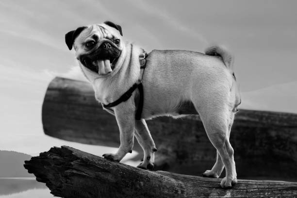 istock pug dog portrait 927829846