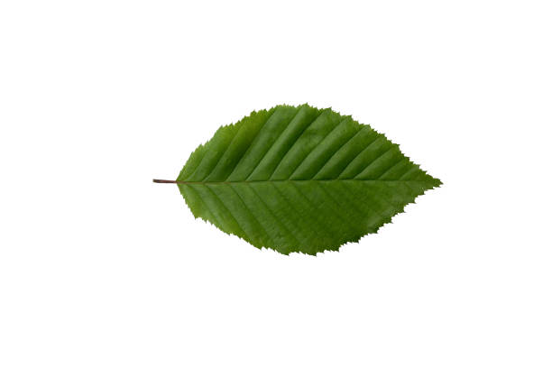 Nature backgrounds: Beech