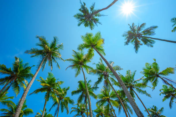 istock Tropical palms at clear summer day 927833380
