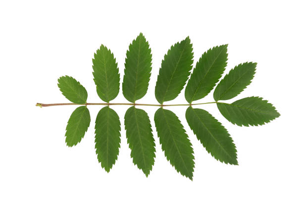 Rowan tree leaf isolated on a white background.