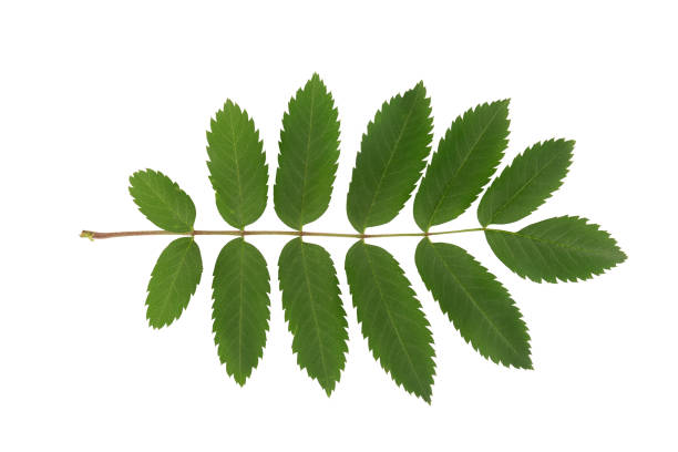 Rowan tree leaf isolated on a white background. stock photo