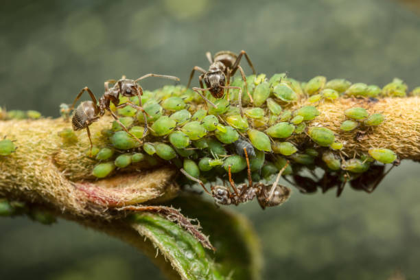 Ants collecting honeydew from aphids Ants collecting honeydew for greenflies (aphids) on a plant stem. aphid stock pictures, royalty-free photos & images