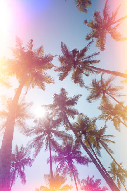 istock Palm trees on tropical beach vintage stylized 927833770